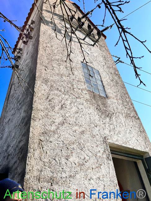 © Artenschutz in Franken® Bild zum Eintrag (1084375-160)