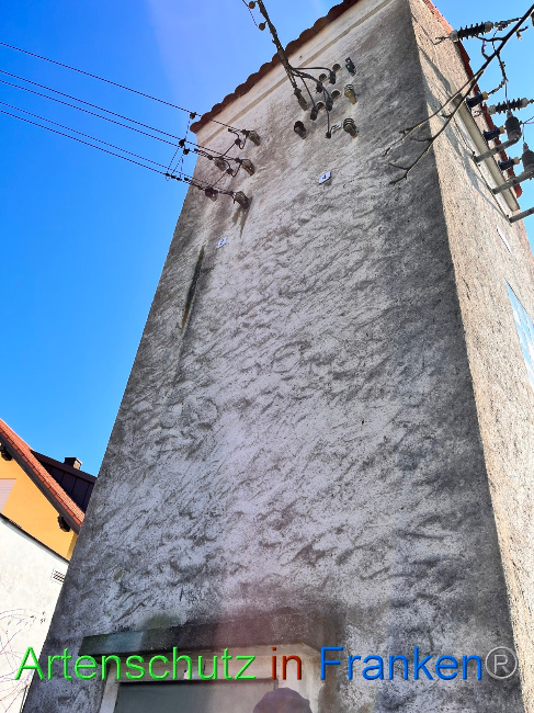 © Artenschutz in Franken® Bild zum Eintrag (1084377-160)