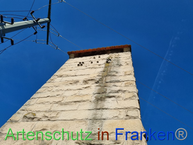 © Artenschutz in Franken® Bild zum Eintrag (1084432-160)