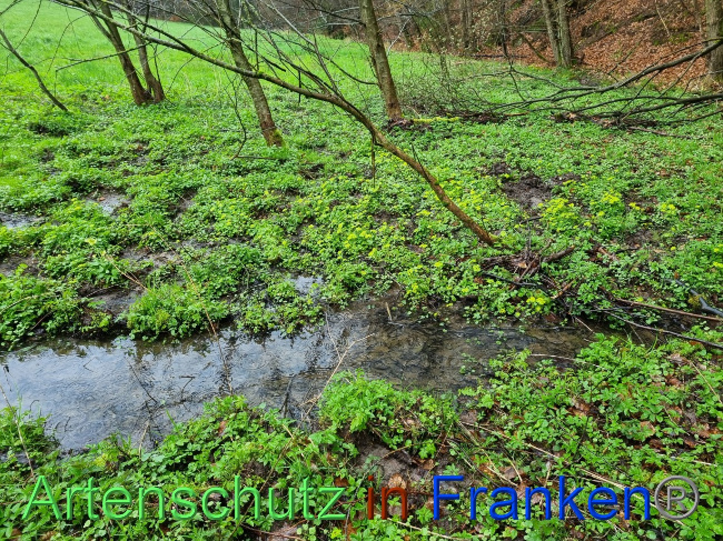 © Artenschutz in Franken® Bild zum Eintrag (1084530-160)
