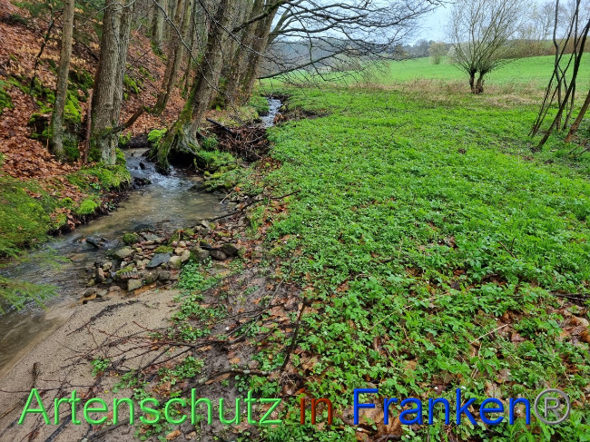 © Artenschutz in Franken® Bild zum Eintrag (1084531-160)