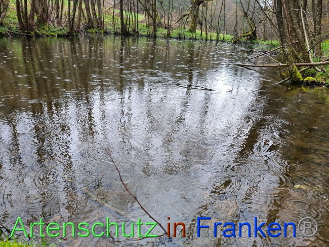 © Artenschutz in Franken® Bild zum Eintrag (1084532-160)