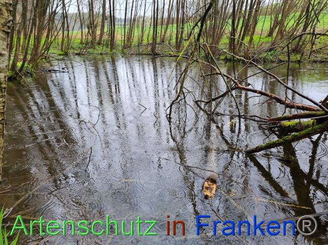 © Artenschutz in Franken® Bild zum Eintrag (1084536-160)