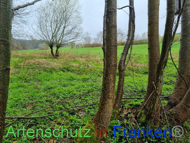 © Artenschutz in Franken® Bild zum Eintrag (1084537-160)