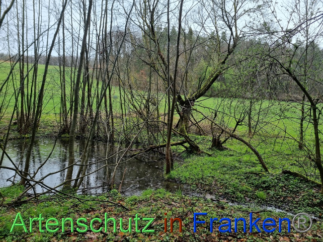 © Artenschutz in Franken® Bild zum Eintrag (1084538-160)