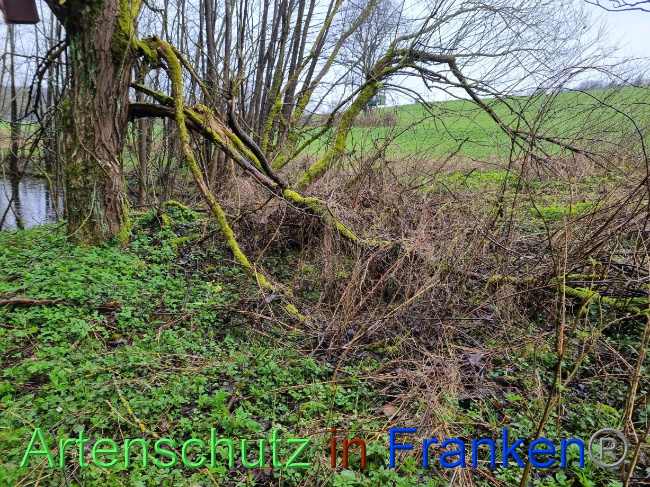 © Artenschutz in Franken® Bild zum Eintrag (1084551-160)