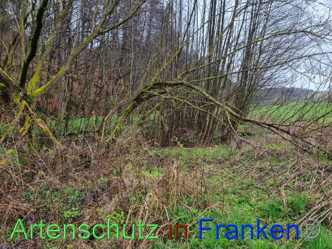 © Artenschutz in Franken® Bild zum Eintrag (1084552-160)