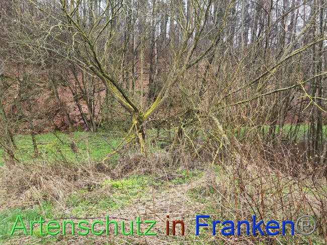 © Artenschutz in Franken® Bild zum Eintrag (1084553-160)