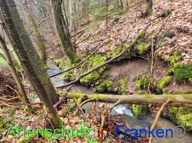 © Artenschutz in Franken® Bild zum Eintrag (1084578-160)