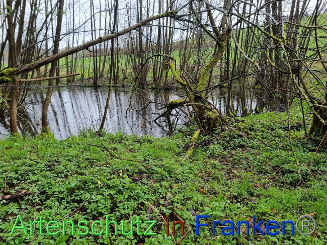 © Artenschutz in Franken® Bild zum Eintrag (1084579-160)