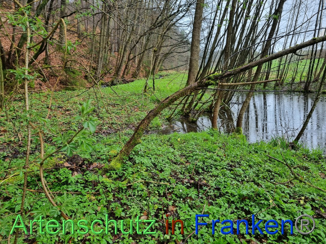 © Artenschutz in Franken® Bild zum Eintrag (1084581-160)