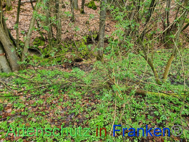 © Artenschutz in Franken® Bild zum Eintrag (1084582-160)