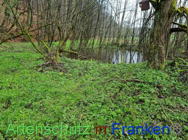 © Artenschutz in Franken® Bild zum Eintrag (1084584-160)