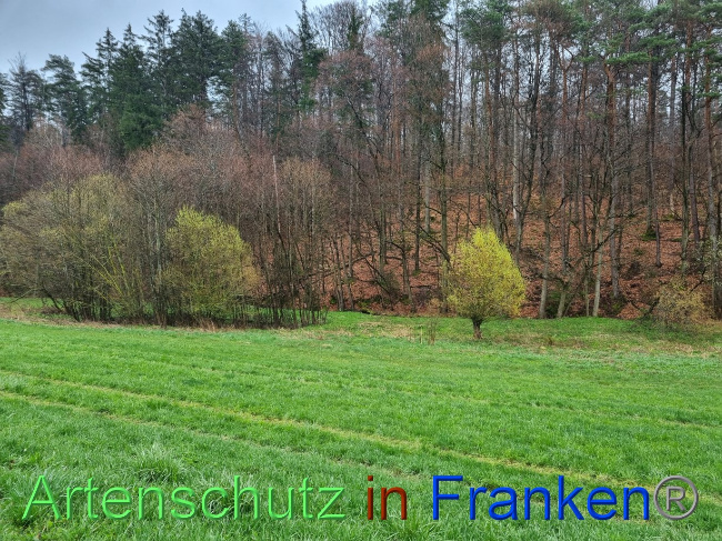 © Artenschutz in Franken® Bild zum Eintrag (1084591-160)