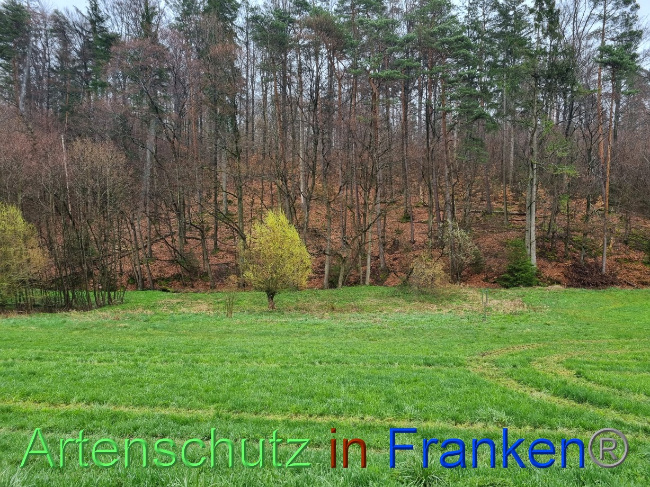 © Artenschutz in Franken® Bild zum Eintrag (1084592-160)