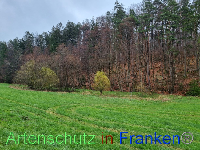 © Artenschutz in Franken® Bild zum Eintrag (1084593-160)