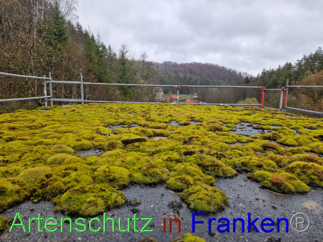 © Artenschutz in Franken® Bild zum Eintrag (1084692-160)