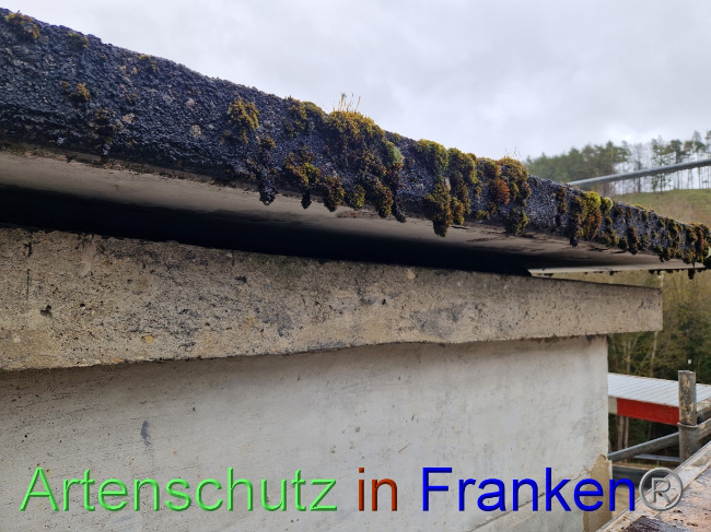 © Artenschutz in Franken® Bild zum Eintrag (1084693-160)