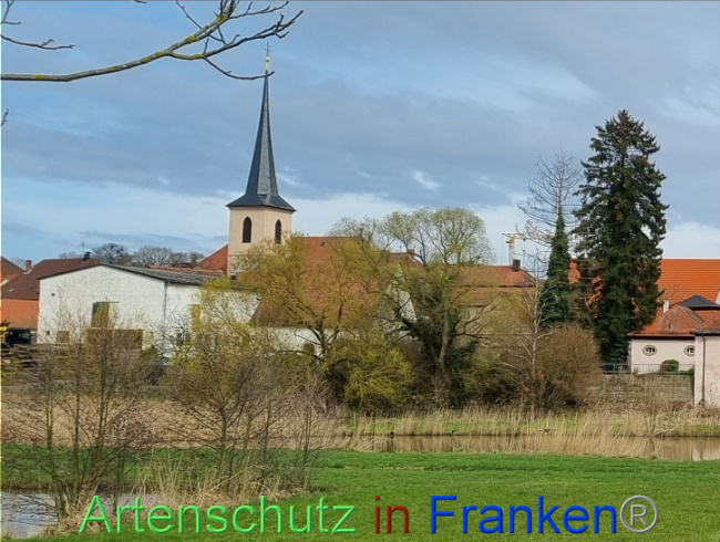© Artenschutz in Franken® Bild zum Eintrag (1084744-160)