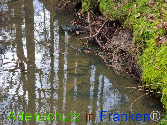 © Artenschutz in Franken® Bild zum Eintrag (1085081-160)