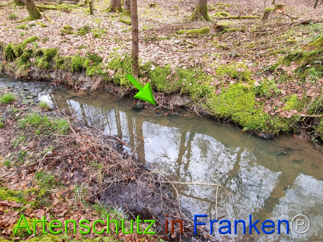 © Artenschutz in Franken® Bild zum Eintrag (1085082-160)