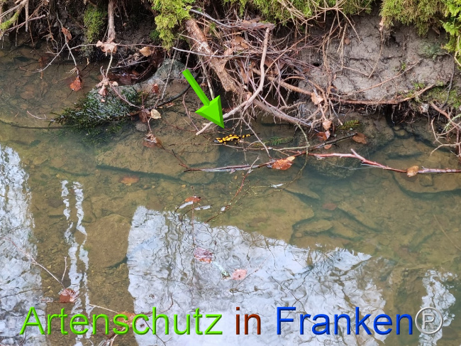 © Artenschutz in Franken® Bild zum Eintrag (1085084-160)