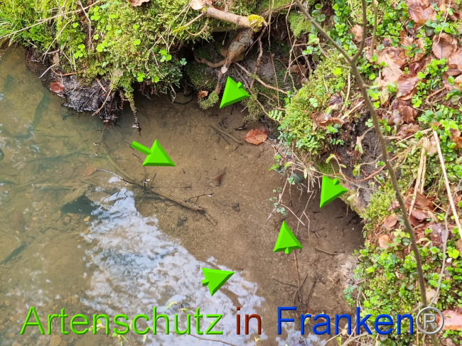 © Artenschutz in Franken® Bild zum Eintrag (1085085-160)