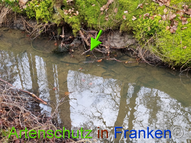 © Artenschutz in Franken® Bild zum Eintrag (1085086-160)
