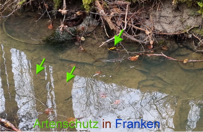 © Artenschutz in Franken® Bild zum Eintrag (1085088-160)