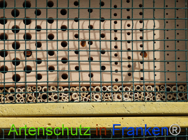 © Artenschutz in Franken® Bild zum Eintrag (1085097-160)