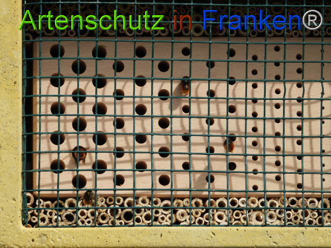 © Artenschutz in Franken® Bild zum Eintrag (1085099-160)