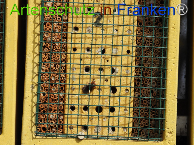 © Artenschutz in Franken® Bild zum Eintrag (1085102-160)