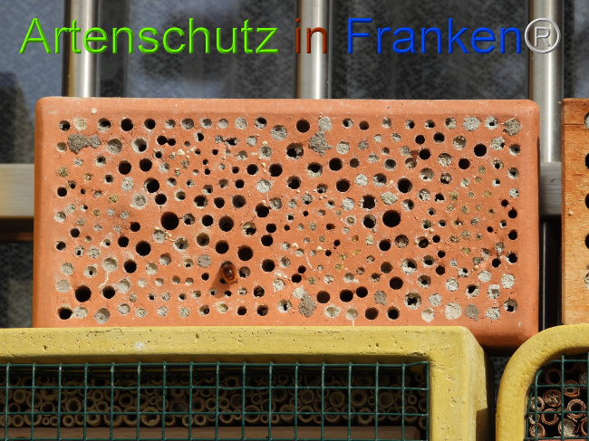 © Artenschutz in Franken® Bild zum Eintrag (1085104-160)