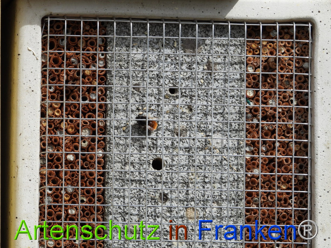 © Artenschutz in Franken® Bild zum Eintrag (1085105-160)