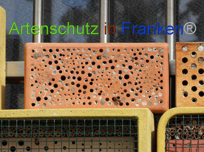 © Artenschutz in Franken® Bild zum Eintrag (1085108-160)