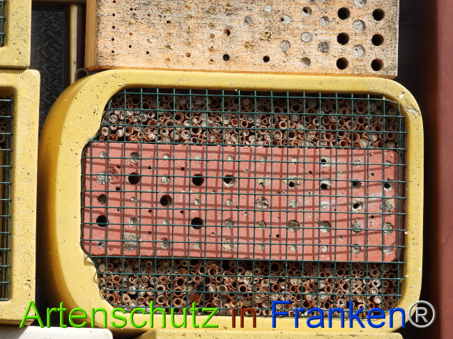 © Artenschutz in Franken® Bild zum Eintrag (1085109-160)