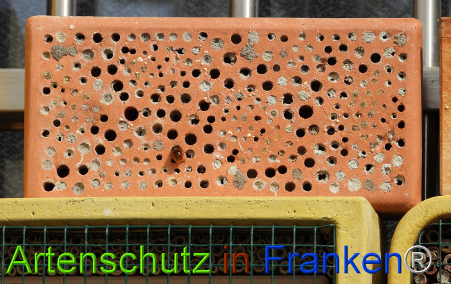 © Artenschutz in Franken® Bild zum Eintrag (1085111-160)