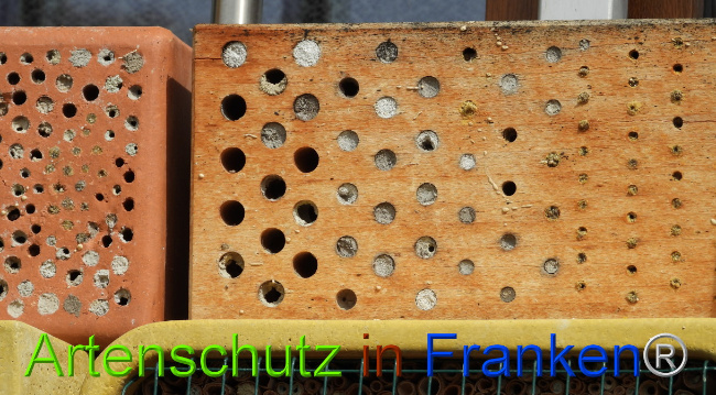 © Artenschutz in Franken® Bild zum Eintrag (1085112-160)