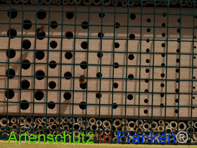 © Artenschutz in Franken® Bild zum Eintrag (1085113-160)