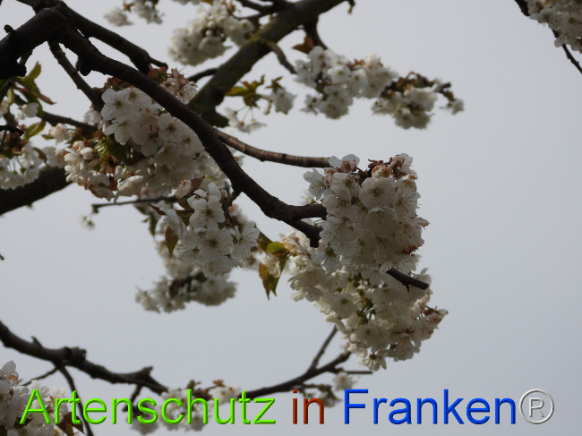 © Artenschutz in Franken® Bild zum Eintrag (1085115-160)