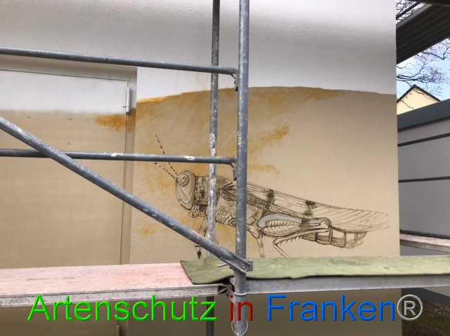 © Artenschutz in Franken® Bild zum Eintrag (1085500-160)
