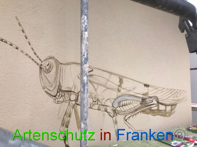 © Artenschutz in Franken® Bild zum Eintrag (1085501-160)