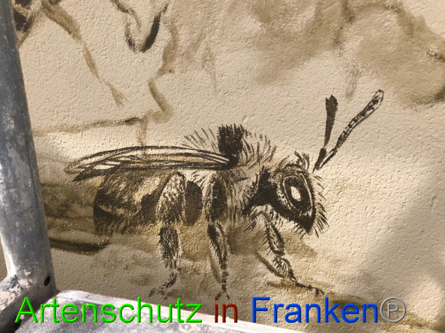© Artenschutz in Franken® Bild zum Eintrag (1085555-160)