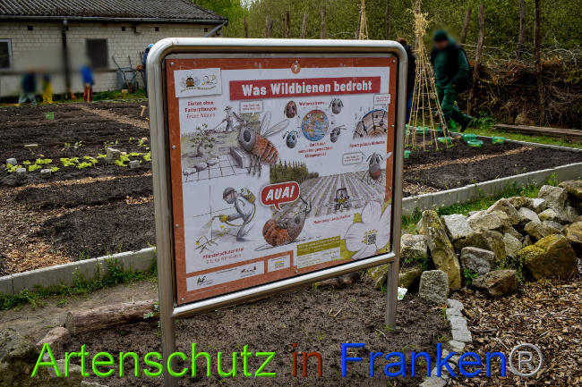 © Artenschutz in Franken® Bild zum Eintrag (1085651-160)