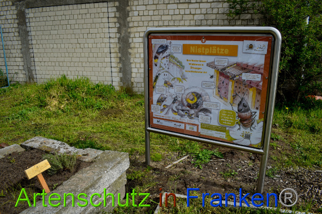 © Artenschutz in Franken® Bild zum Eintrag (1085660-160)