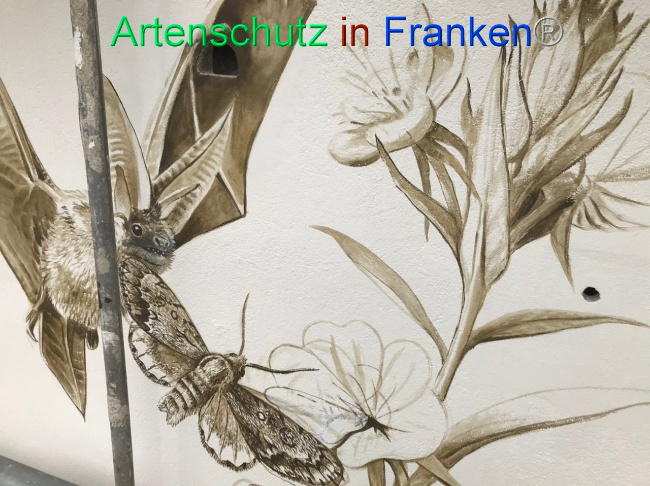 © Artenschutz in Franken® Bild zum Eintrag (1085814-160)