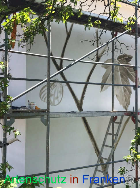 © Artenschutz in Franken® Bild zum Eintrag (1085815-160)