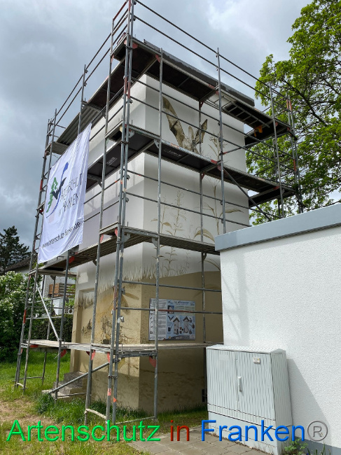 © Artenschutz in Franken® / Wölfel Bild zum Eintrag (1085816-160)
