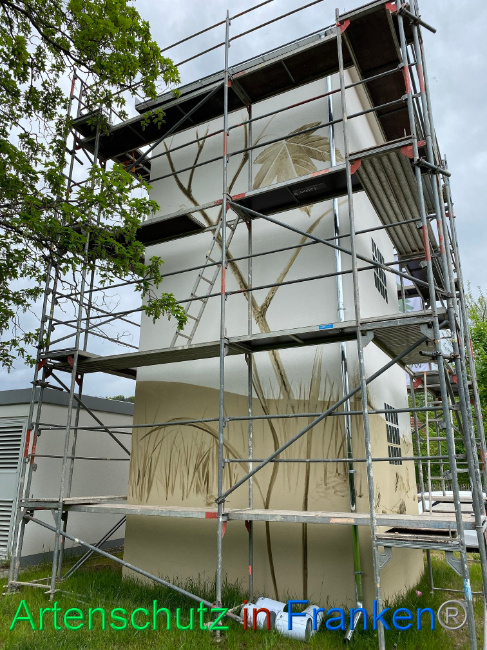 © Artenschutz in Franken® / Wölfel Bild zum Eintrag (1085818-160)