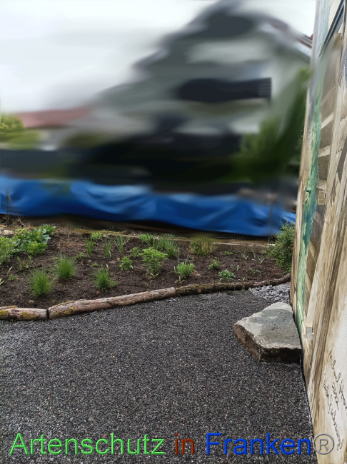 © Artenschutz in Franken® Bild zum Eintrag (1086028-160)